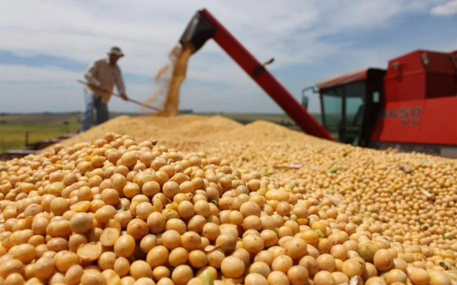 Agriculture · Beans